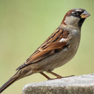 sparrows